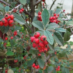 Cotoneaster pannosus חבושית לבידה