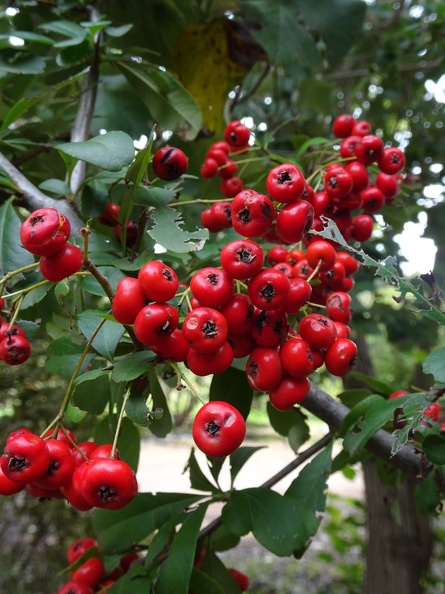 צילמה דקלה ליבני יערי
https://www.ginatnoy.co.il/pages/2016-01-13-21-05-17/pyracantha-coccinea
פרחים לבנים קטנים. היא מייצרת גרגרים קטנים, אדום בוהקים. הפרי הוא בטעמי מרירות ועפיצות, מה שהופך אותו לבלתי אכיל . הפירות יכולים להיות מבושלים כדי להכין ריבה, ריבות, רטבים וריבה. pyracantha coccinea פירקנתה אדומה.jpg