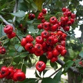 pyracantha coccinea פירקנתה אדומה.jpg