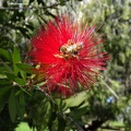 Callistemon citrinus.jpg