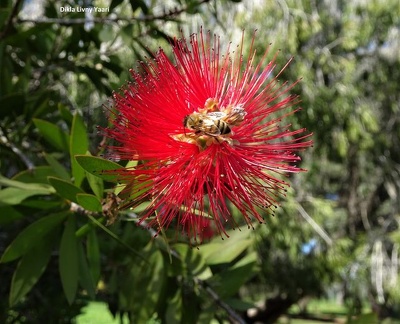 Callistemon citrinus