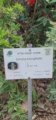 Schotia microphylla שוטיה קטנת עלים2