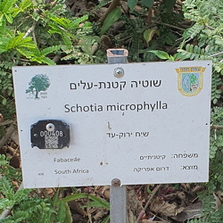 Schotia microphylla שוטיה קטנת עלים