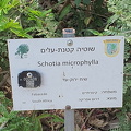 Schotia microphylla שוטיה קטנת עלים2