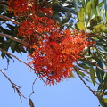 stenocarpus sinuatus סטנוקרפוס הגלגלים
