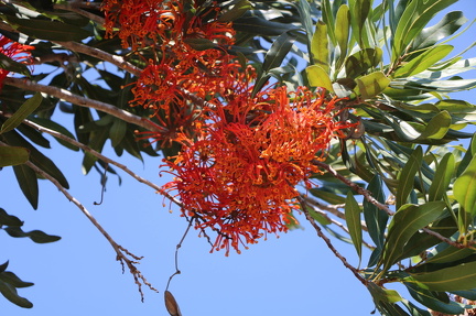 stenocarpus sinuatus סטנוקרפוס הגלגלים