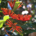 stenocarpus sinuatus סטנוקרפוס הגלגלים (2)