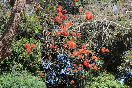 Erythrina abyssinica אלמוגן אתיופי (2)