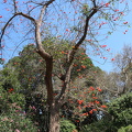 Erythrina abyssinica אלמוגן אתיופי