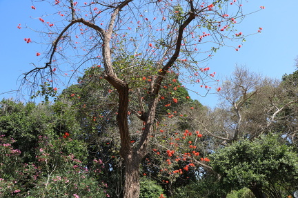 Erythrina abyssinica אלמוגן אתיופי