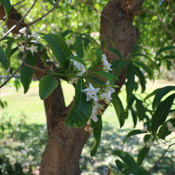 טברנהמונטנה פוקסית Tabernaemontana fuchsiaefolia