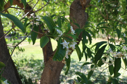 Tabernaemontana fuchsiaefolia טברנהמונטנה פוקסית