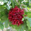Schotia brachypetala 2022 (3)