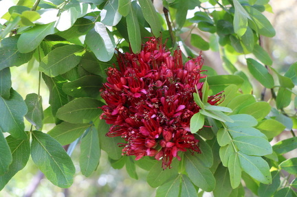 Schotia brachypetala 2022 (3)