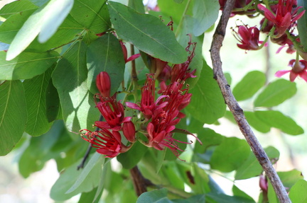 Schotia brachypetala שוטיה קצרת כותרת