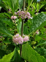 Callicarpa  americana1