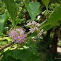 Callicarpa  americana