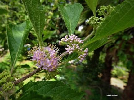Callicarpa  americana