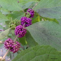 Callicarpa  americana2
