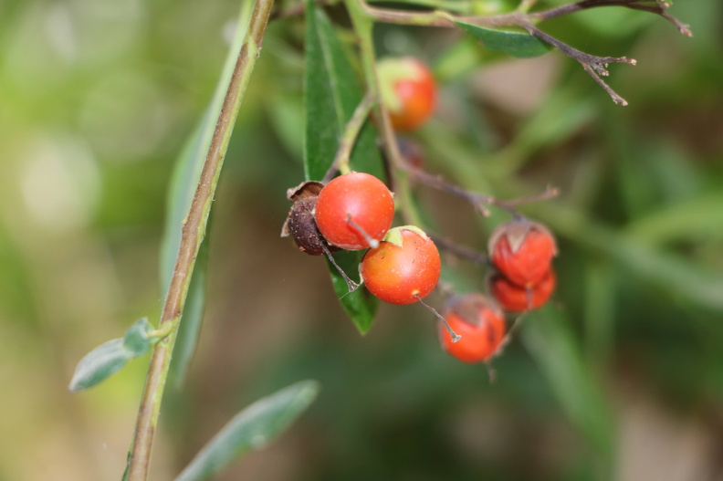20211016בורריה ביצנית Bourreria ovata A.JPG