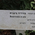 20211016בורריה ביצנית Bourreria ovata B