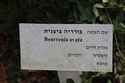 20211016בורריה ביצנית Bourreria ovata B