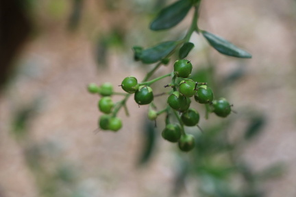20211016בורריה ביצנית Bourreria ovata C