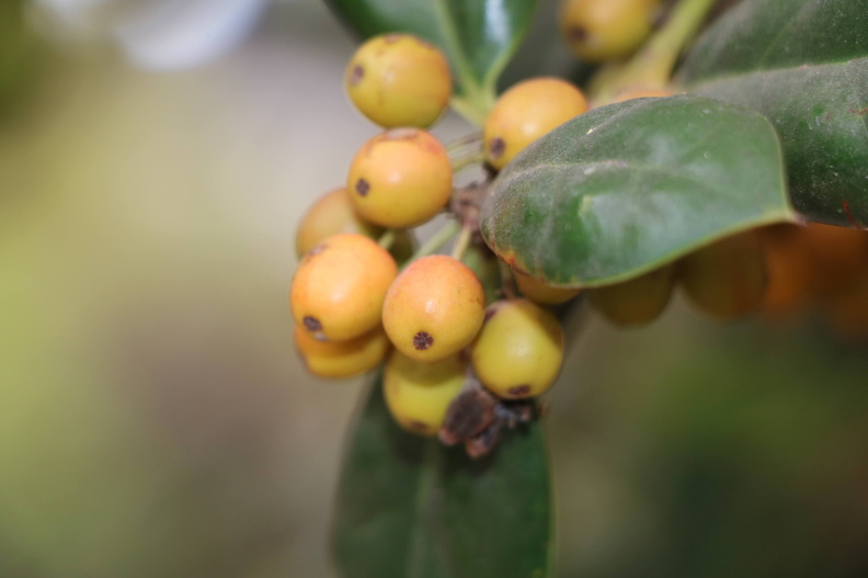 20211016בורריה ביצנית Bourreria ovata.JPG