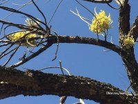 Hakea chordophylla הקיאה צהובת שיבולים B