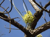 Hakea chordophylla הקיאה צהובת שיבולים A