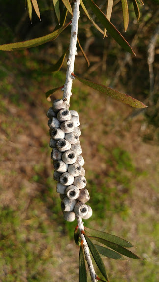 melaleuca pentagona מללויקה אמירית K.jpg