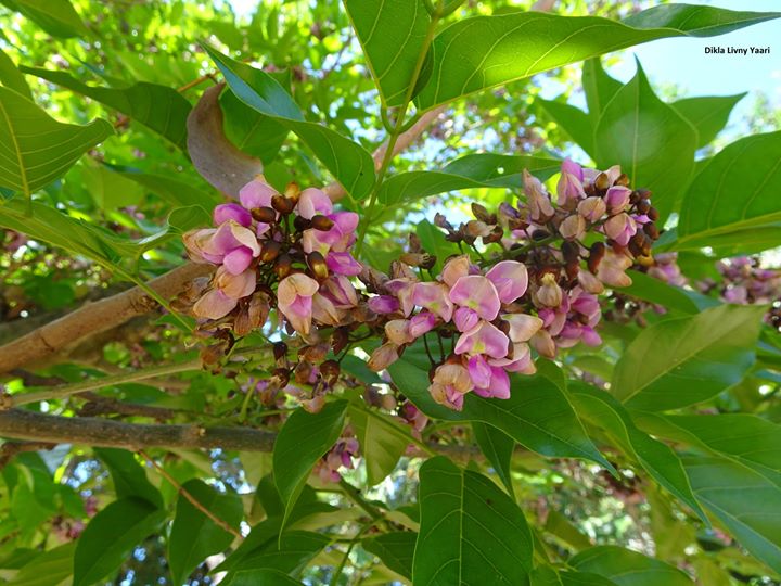 Pongamia pinnata מילטיה מנוצה
צילמה דקלה לבני יערי Pongamia pinnata מילטיה מנוצה.jpg