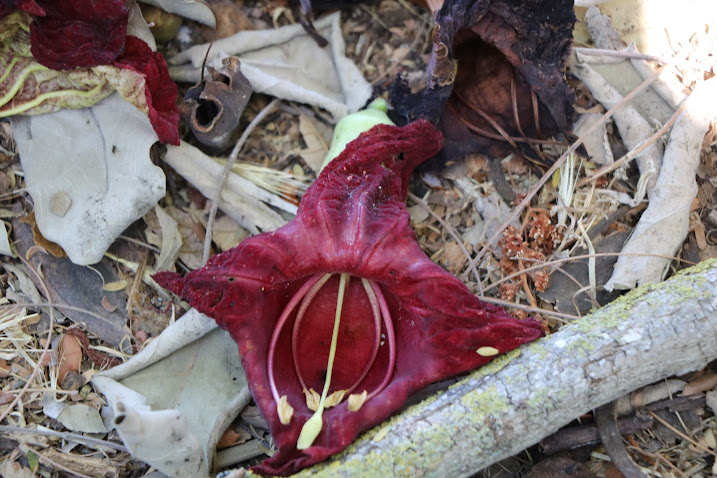 kigelia pinnata קיגליה מנוצה.JPG