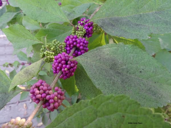 Callicarpa  americana2.jpg