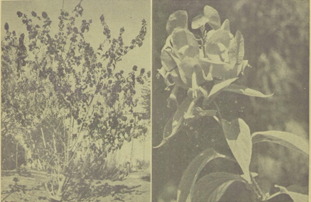 אדמום גדול גביע