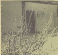 מיריקה קורדיפוליה (Myrica cordifolia)