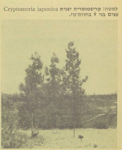 קריפטומריה יפנית Cryptomeria japonica